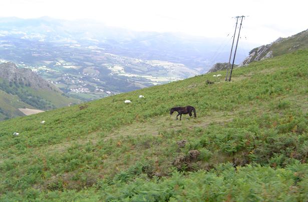 Pyrenees